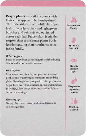 A Home Full of House Plants