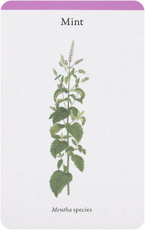 A Kitchen Full of Herbs