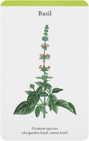 A Kitchen Full of Herbs