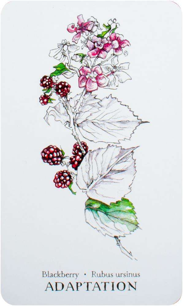 Hedgewitch Botanical Oracle