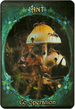 Witches' Familiars Oracle Cards