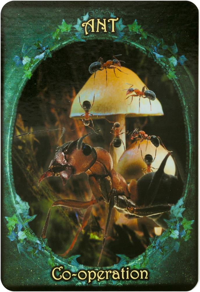 Witches' Familiars Oracle Cards