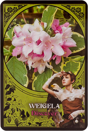 Flower Magic Oracle Cards