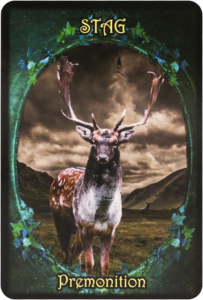 Witches' Familiars Oracle Cards