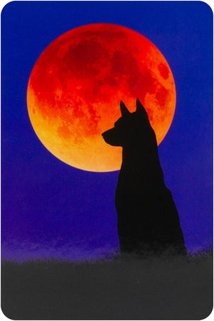 Divine Dog Wisdom Cards (2Nd Edition) **Co