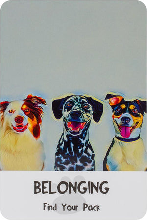 Divine Dog Wisdom Cards (2Nd Edition) **Co