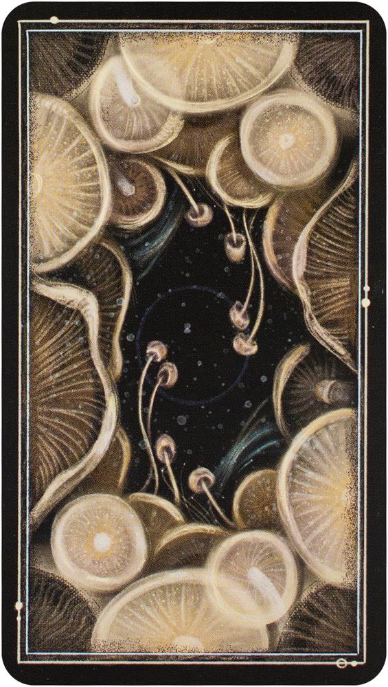 The Mushroom Tarot Deck