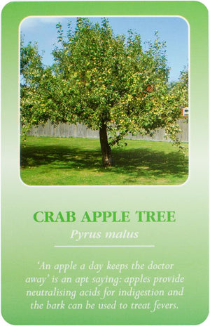Herbal Recognition Cards (49 kort)