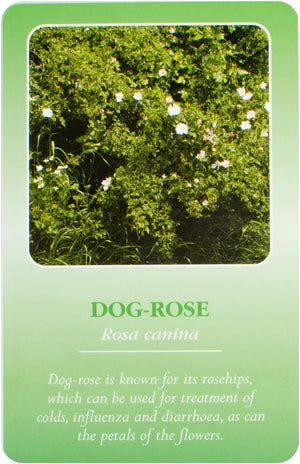 Herbal Recognition Cards (49 kort)