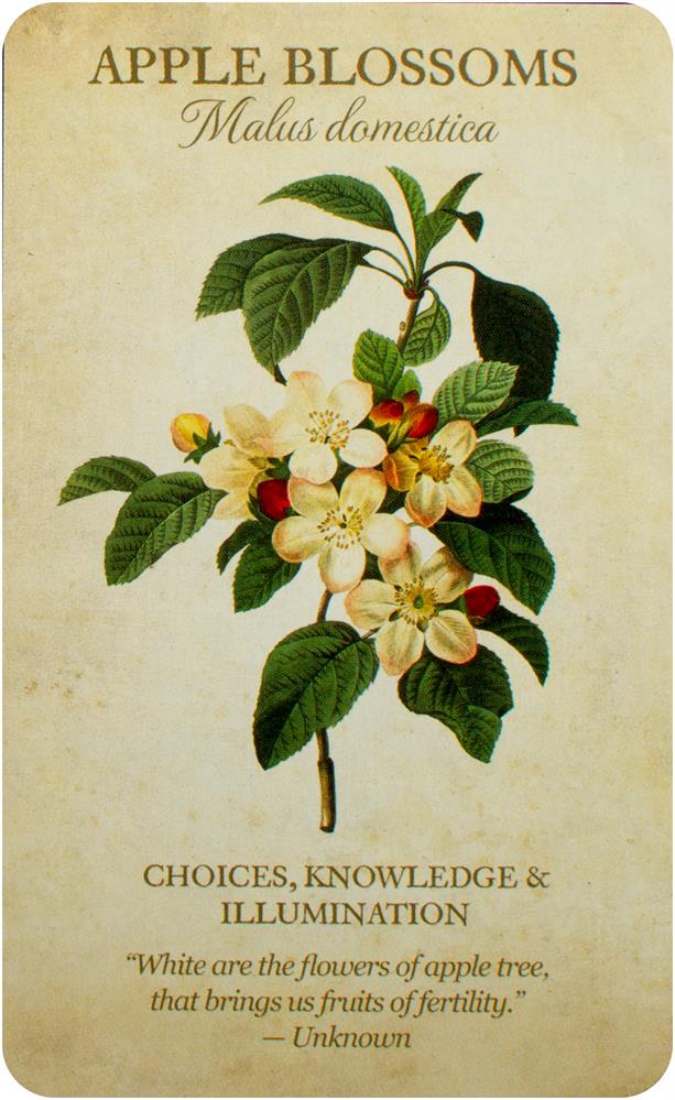 Botanical Inspirations Deck & Book Set