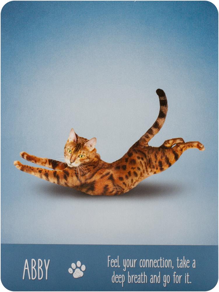 Yoga Cats Deck & Book Set