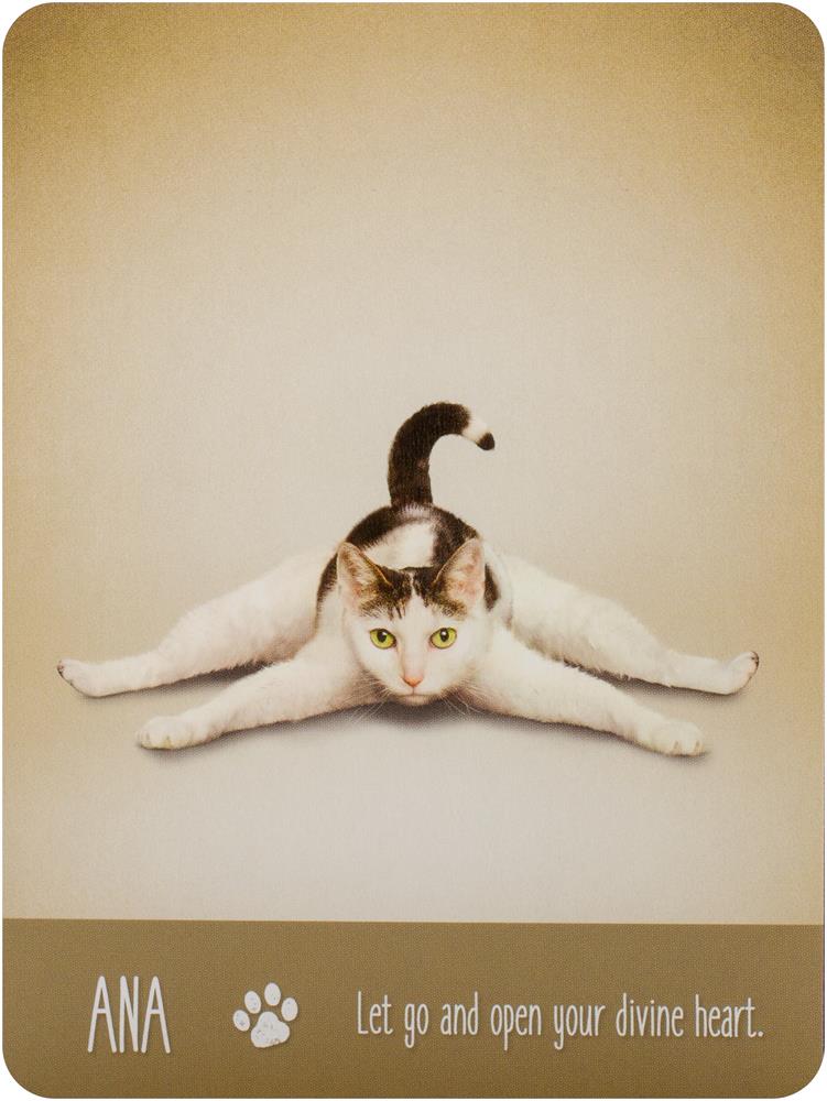 Yoga Cats Deck & Book Set