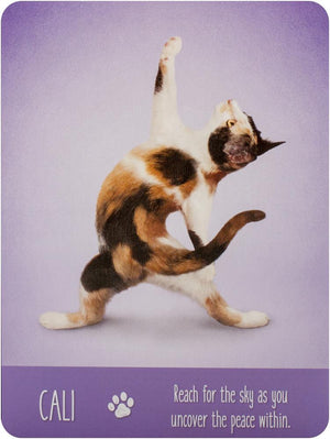 Yoga Cats Deck & Book Set