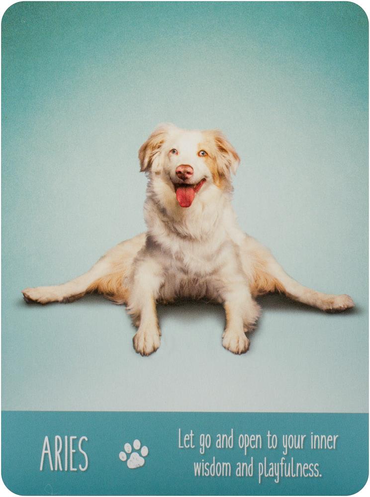 Yoga Dogs Deck & Book Set