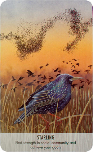 Bird Messages