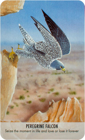 Bird Messages