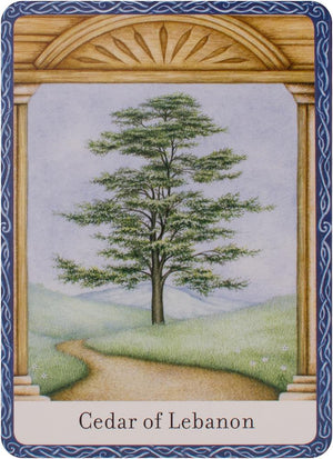 Wisdom of trees oracle