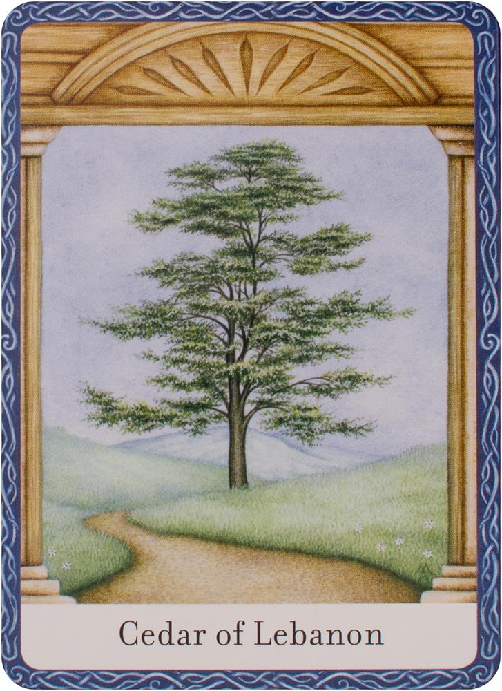 Wisdom of trees oracle
