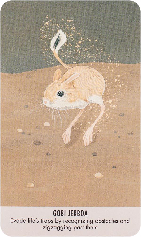 Unusual Animal Messages Oracle Deck