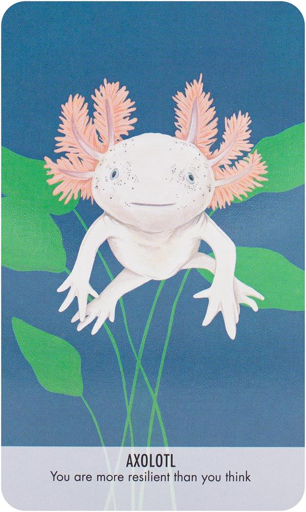 Unusual Animal Messages Oracle Deck