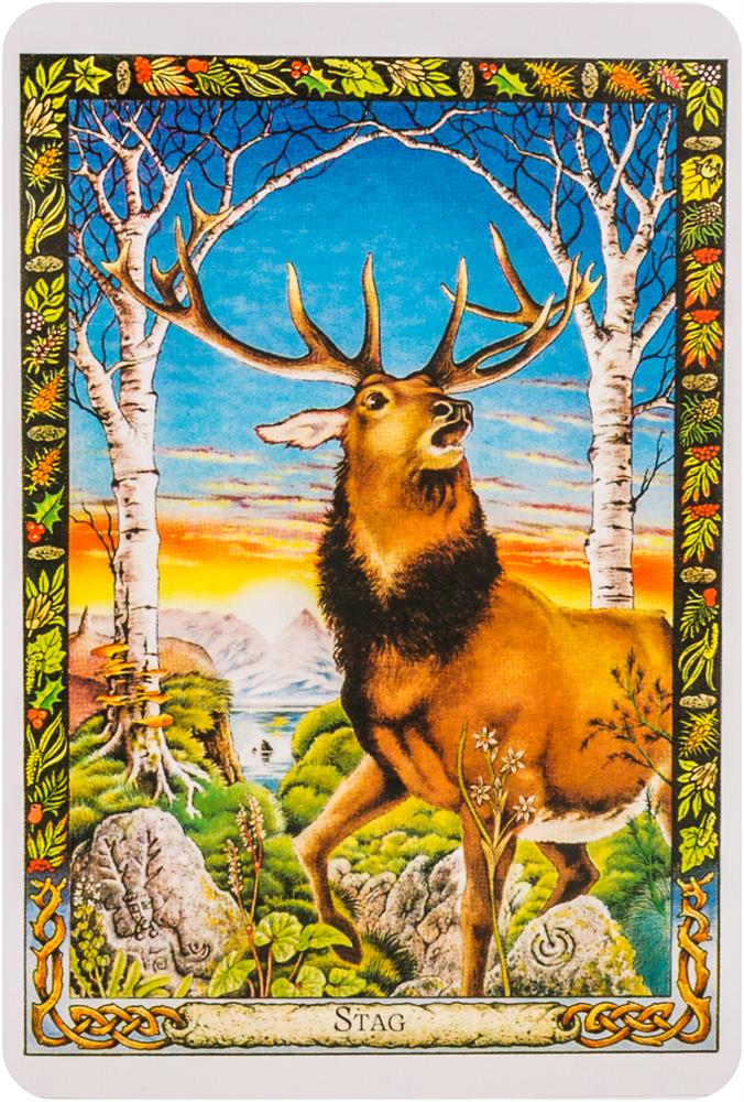 The Druid Animal Oracle Deck: Working with the Sacred Animals of the Druid Tradition