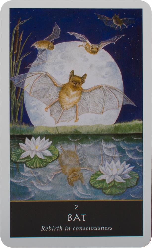The Witches' Oracle: (Book & Cards)