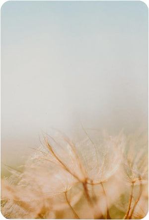 Flower Of Life Cards : Wisdom of Astar