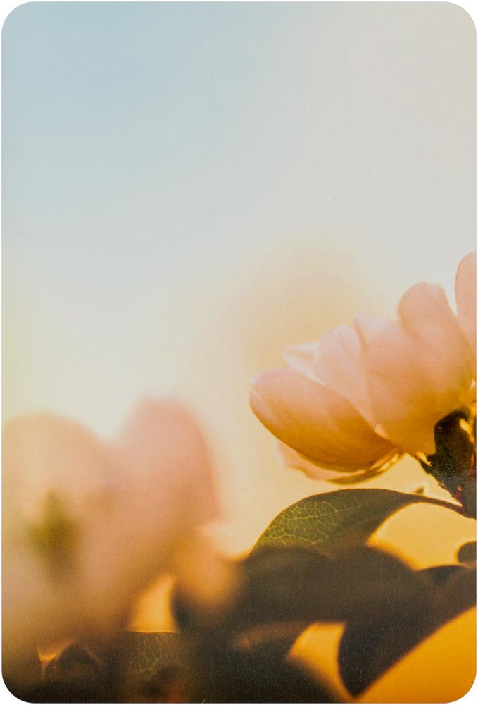 Flower Of Life Cards : Wisdom of Astar