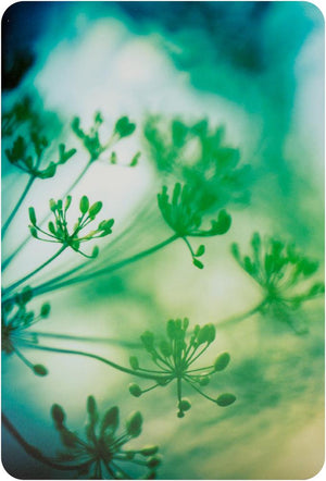 Flower Of Life Cards : Wisdom of Astar