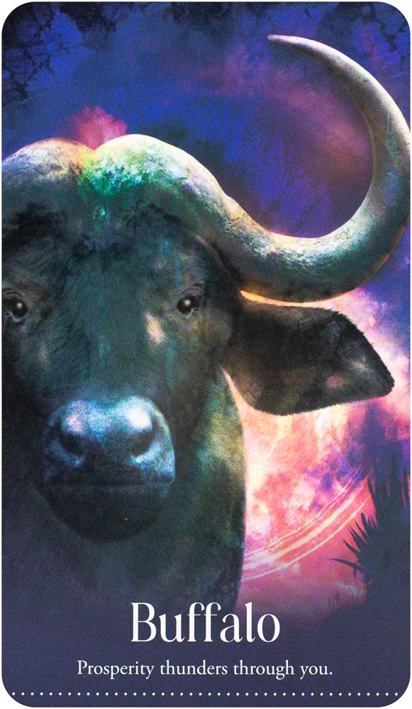 Wild Dreams Animal Oracle