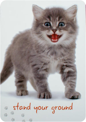 Cat Wisdom Cards New Edition : 45 Cards to Brighten Your Day