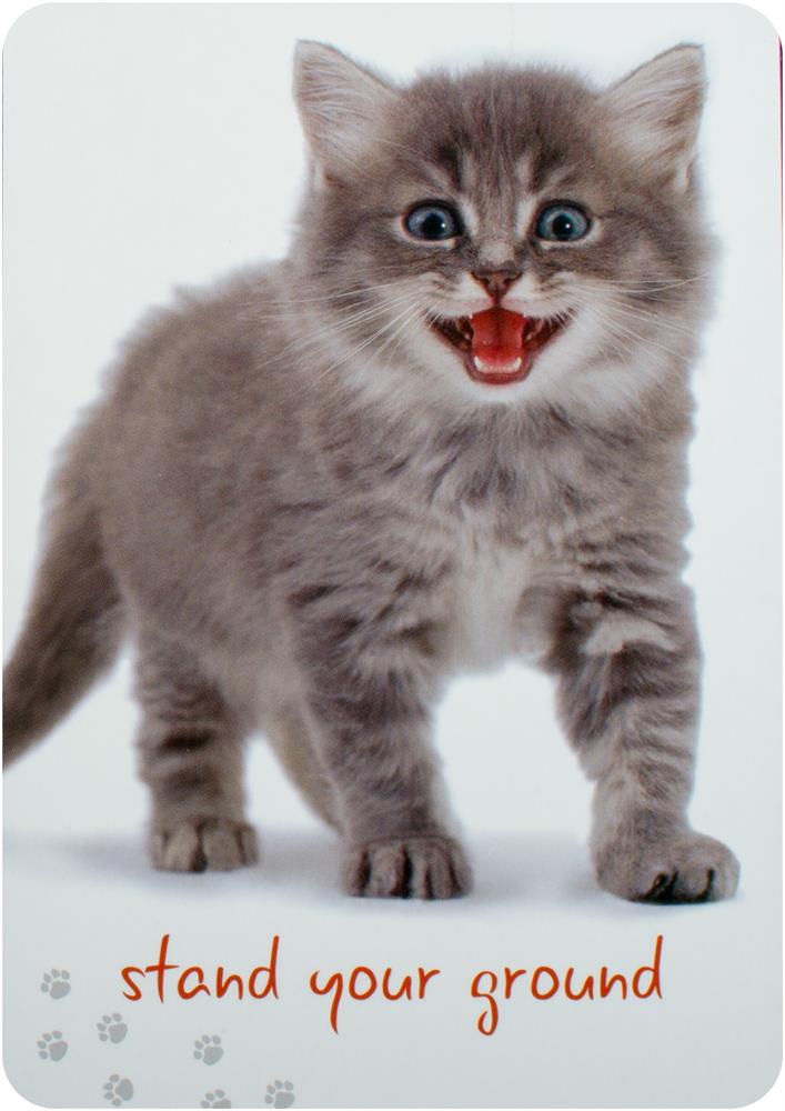 Cat Wisdom Cards New Edition : 45 Cards to Brighten Your Day
