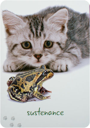 Cat Wisdom Cards New Edition : 45 Cards to Brighten Your Day