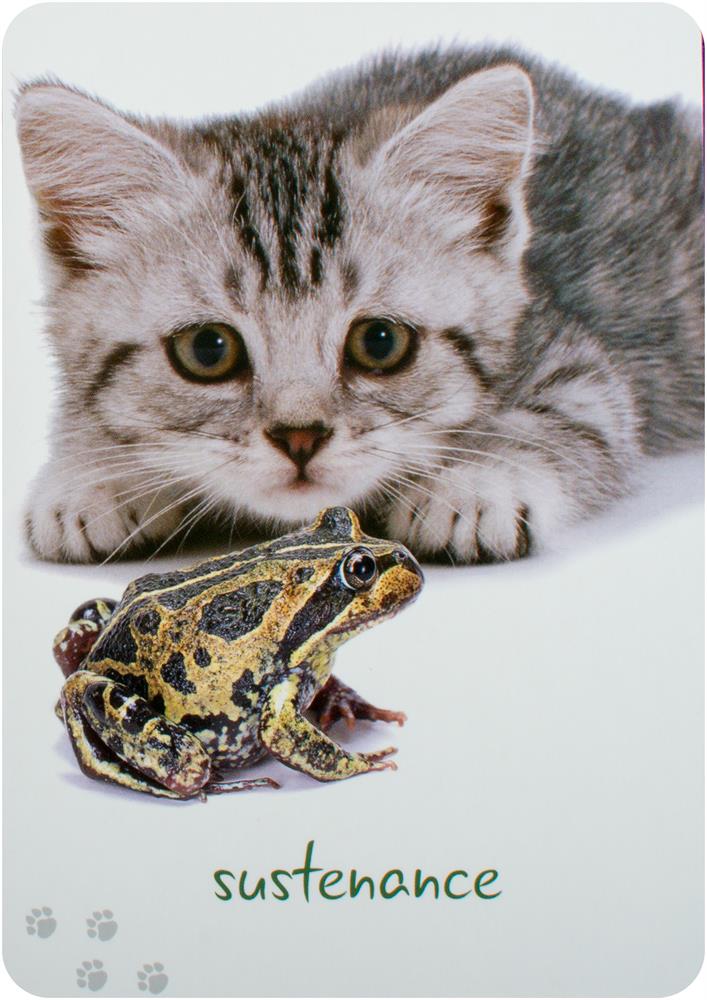 Cat Wisdom Cards New Edition : 45 Cards to Brighten Your Day