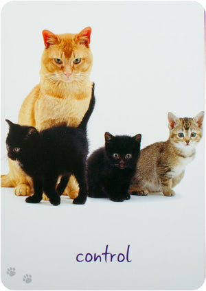 Cat Wisdom Cards New Edition : 45 Cards to Brighten Your Day