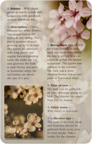 Herbal Recognition Cards