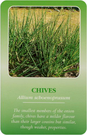 Herbal Recognition Cards