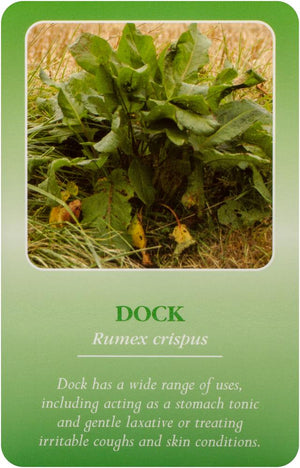 Herbal Recognition Cards