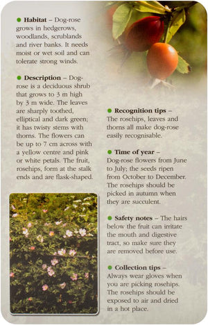 Herbal Recognition Cards