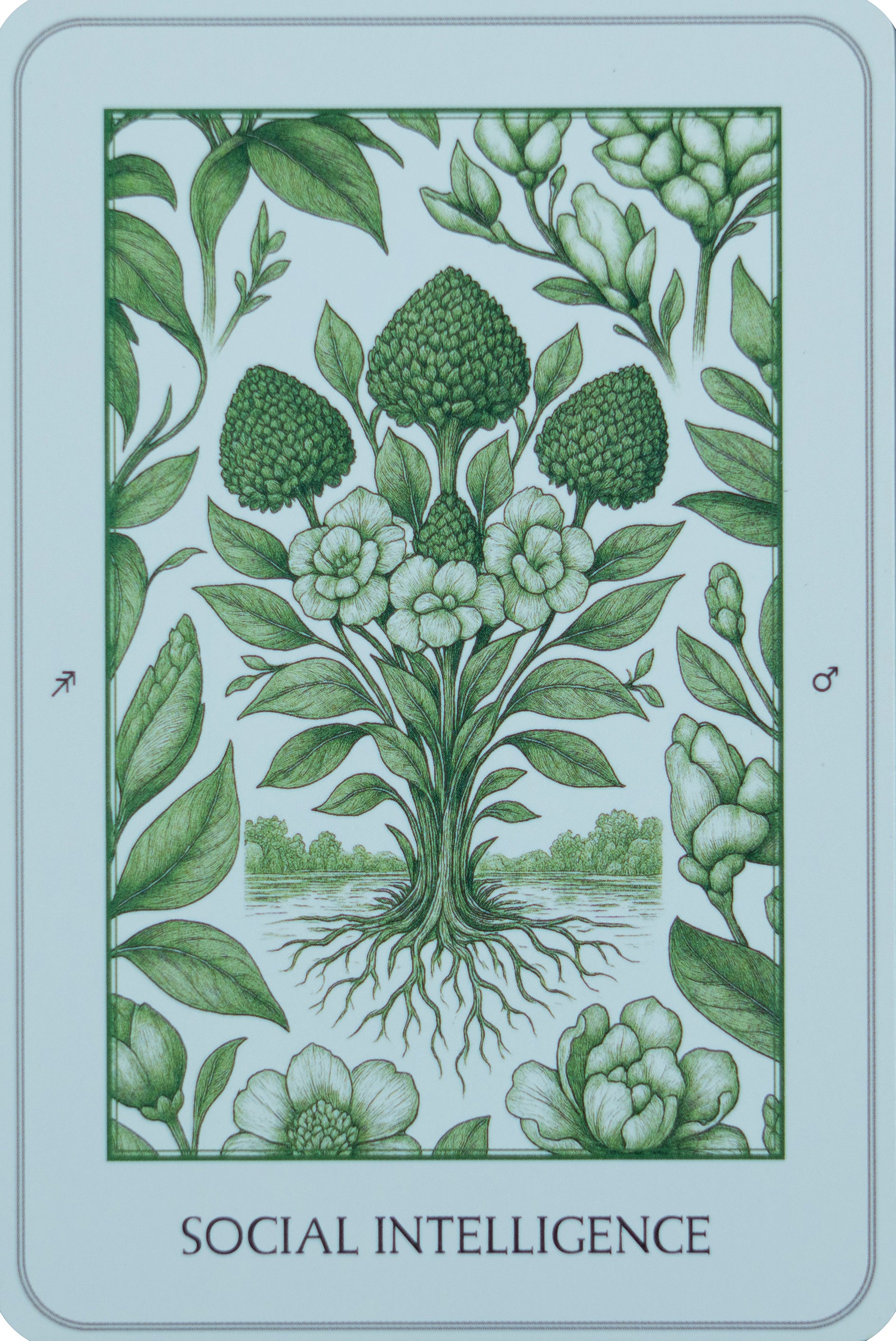 The Northern Lights Strength Deck